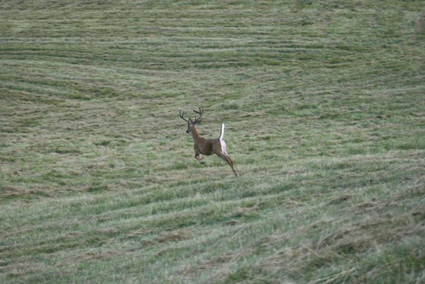 Sretching A Buck