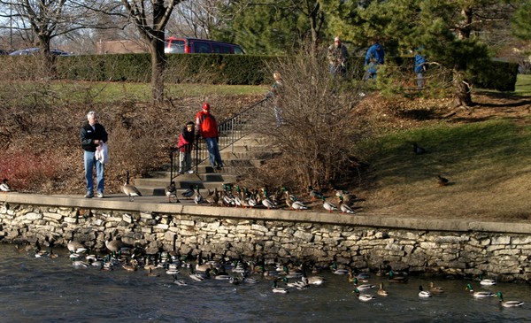 FEEDING DUCKS AND GEESE