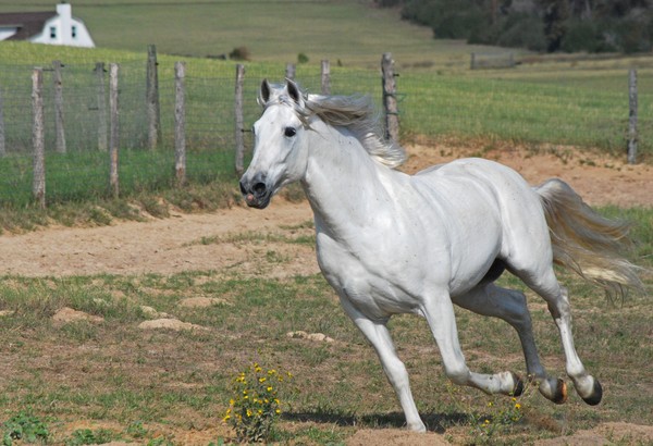 Stallion