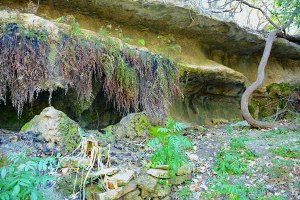 The Dripping Spring 