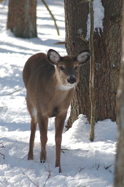   Doe Deer