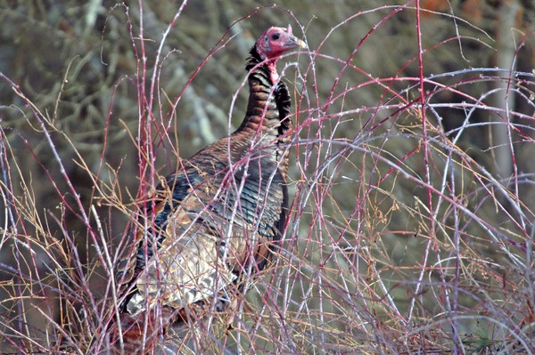 Wild Turkey