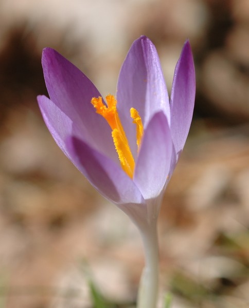 Crocus