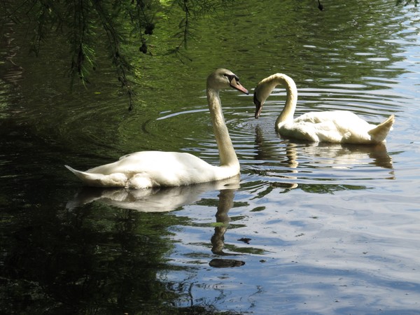 Swans