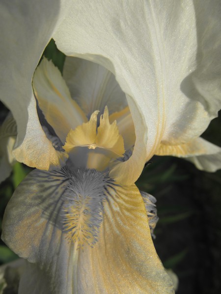 Yellow Center