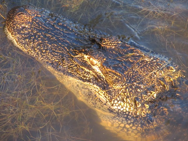 Alligator
