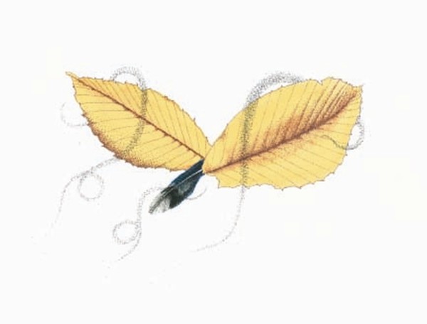 Leaves