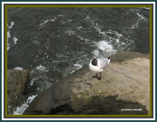 Gull series2008