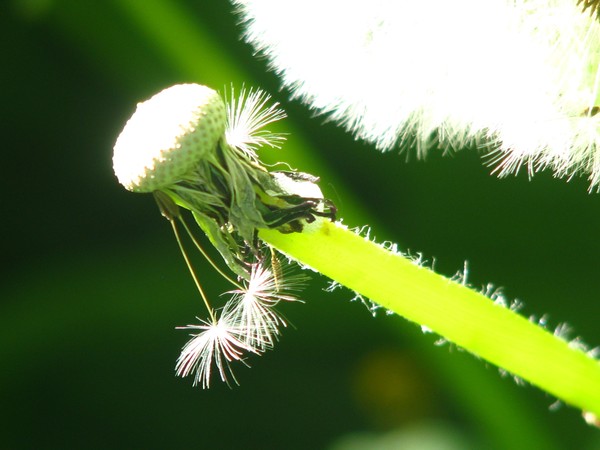 LEANING FOR LIGHT