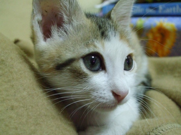 Bailey :)