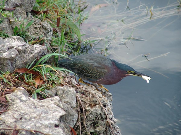The Smart Green Heron