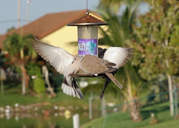Ringed Turtle-Doves Feeding