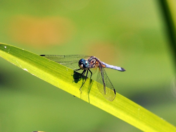 Pond Critter