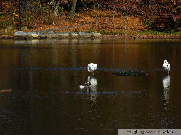Twilight Waders