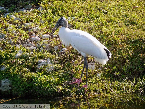 Stork 2/17/2014