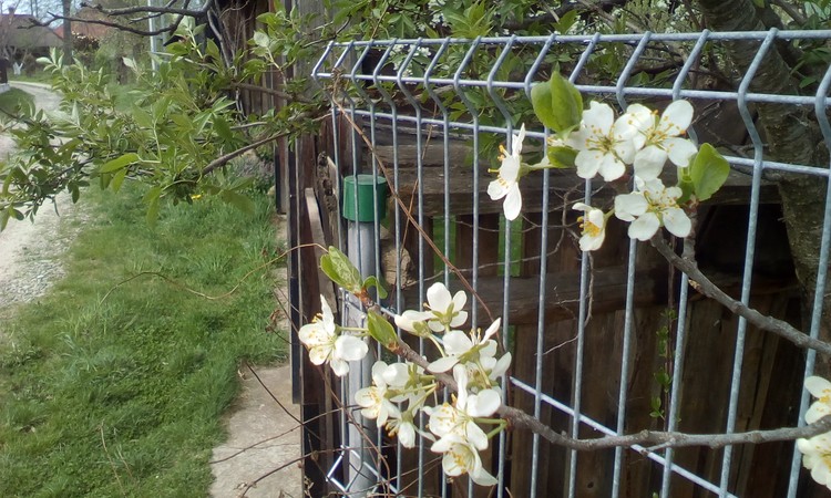 Plums tree flower