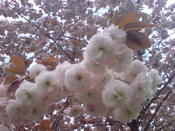 Cherry Blossom