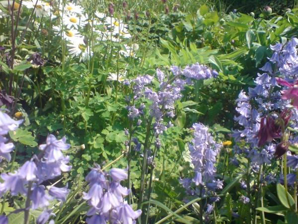 Bluebells
