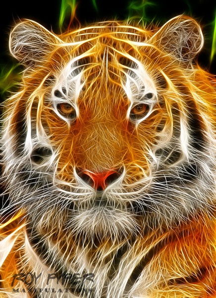 Tiger: Fractalius Re-Edit