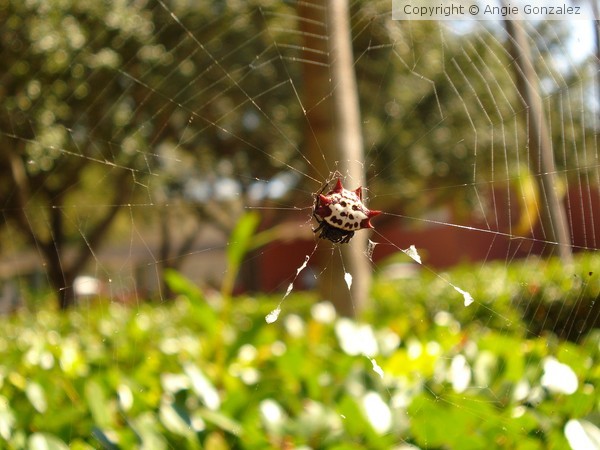 Spiny Backed Orb Weaver