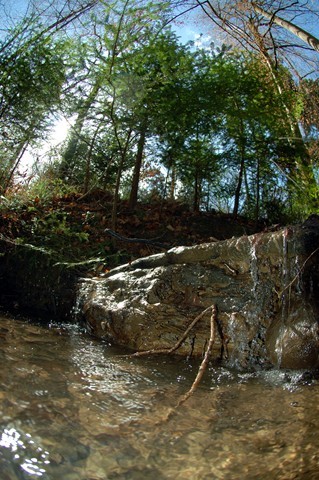 Magic Forest 5