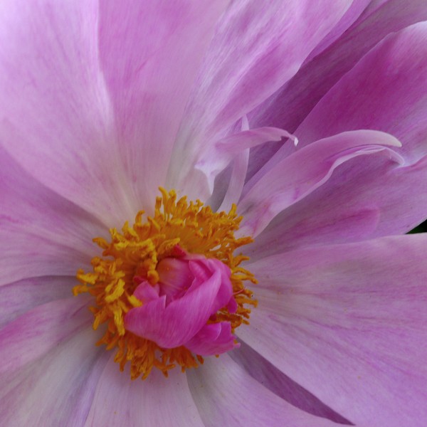 peony