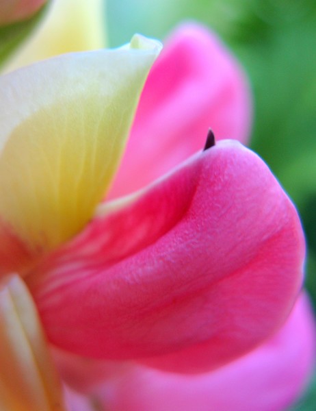 Lupin close up