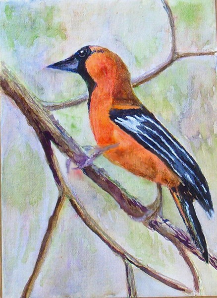 Altimira Oriole