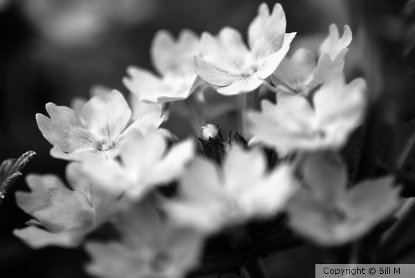 White Flowers in Black and White