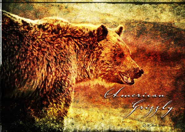 Grizzly