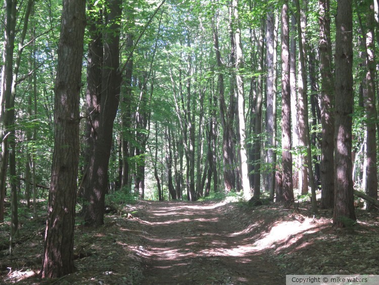 Forest trail