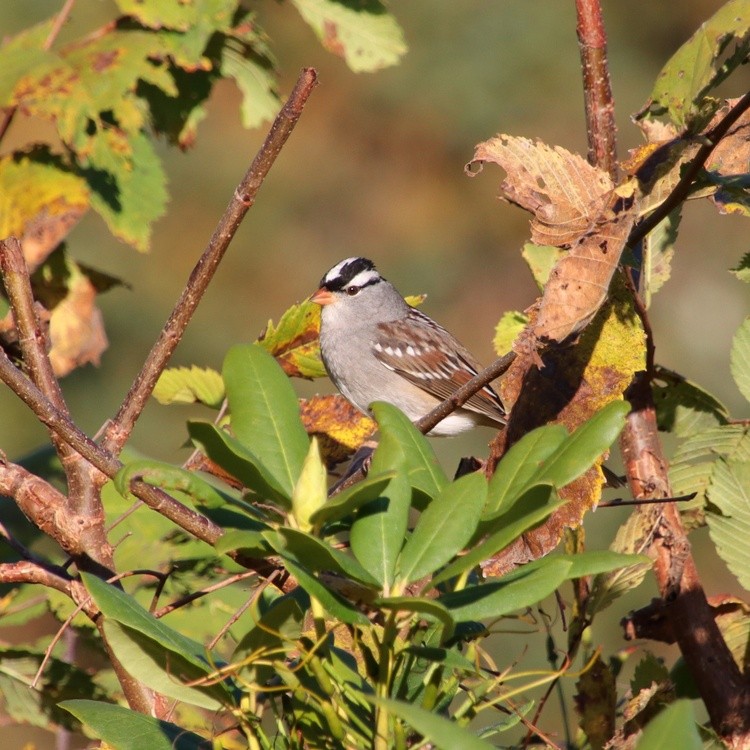 sparrow