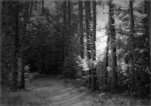 Tree Spirit