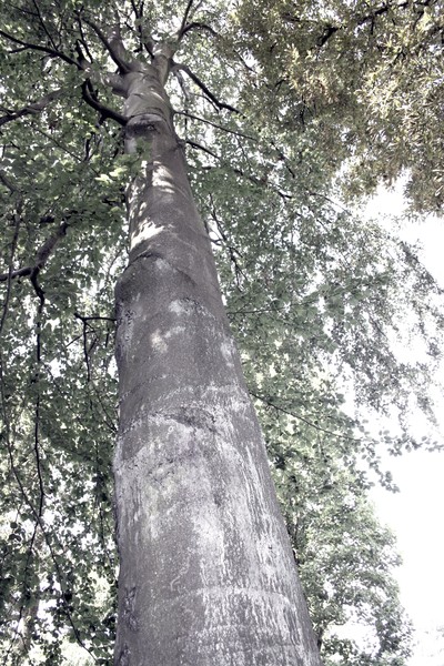 Towering