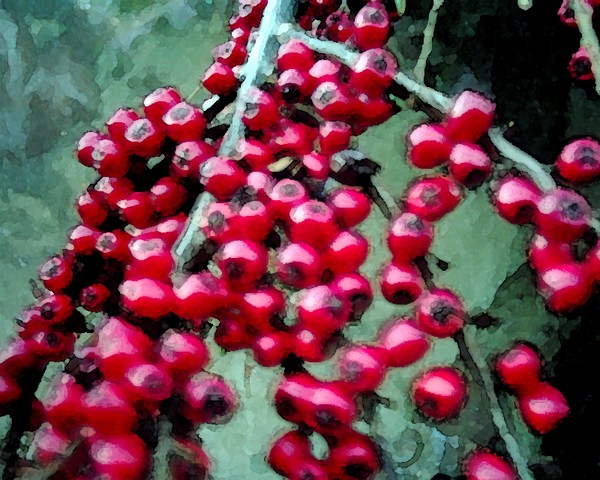 Berries