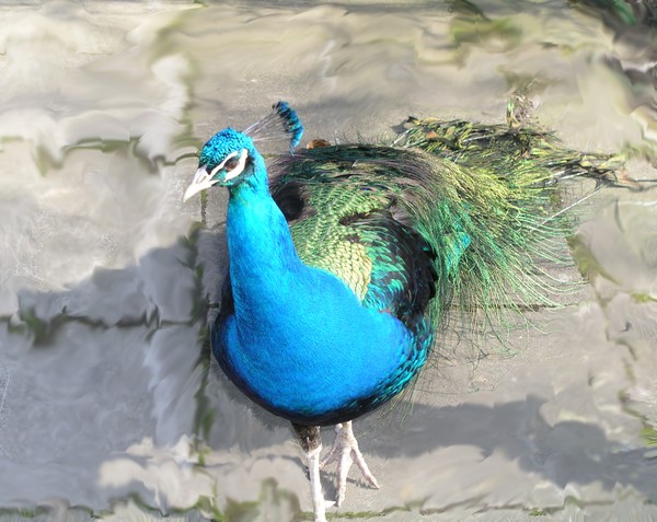 peacock1