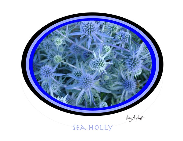 Sea Holly