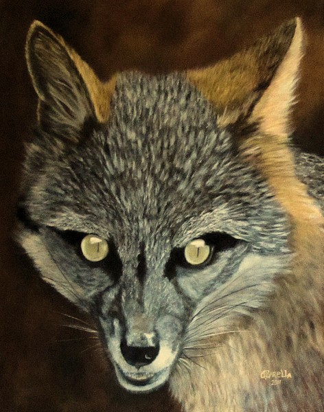 BIG EYED FOX