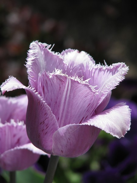 Featherd Tulip