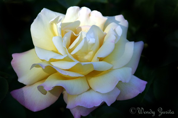 peace rose