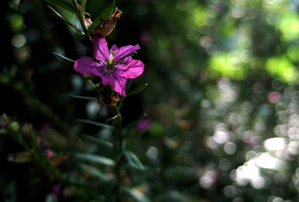Deep Forest