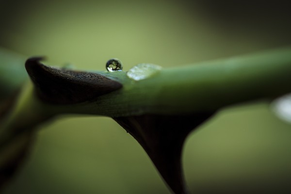 the drop