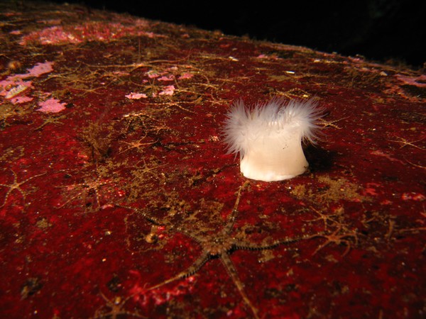 lof of little brittle starfish