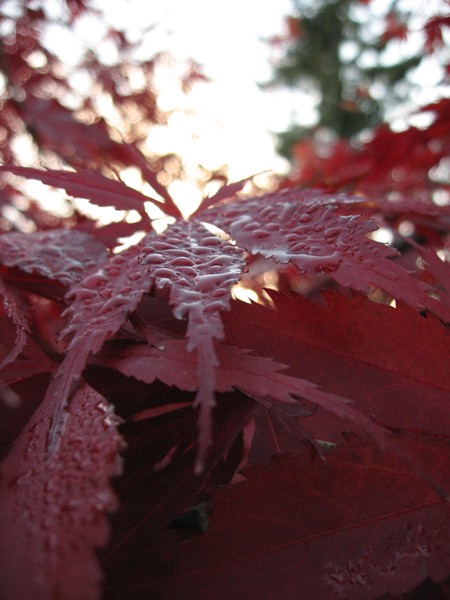 Evening Dew