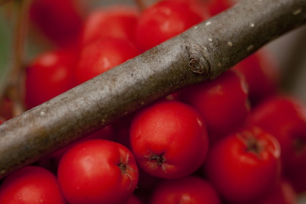 berrys