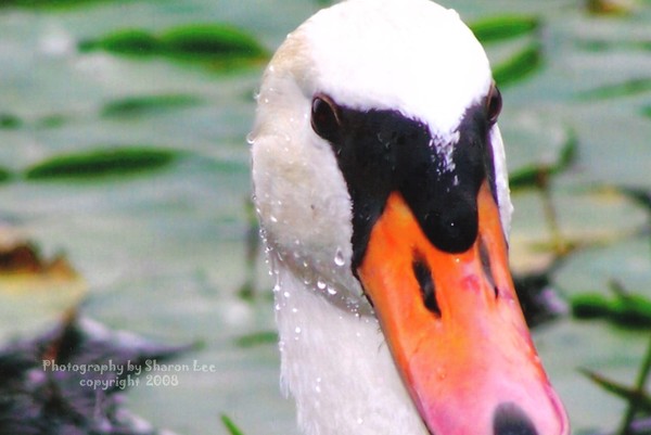 Swan