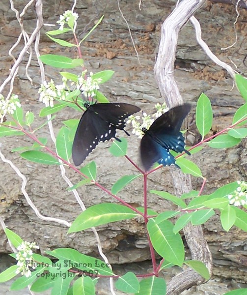 Dale Hollow Butterflies