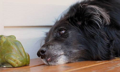 Dog and a Frog
