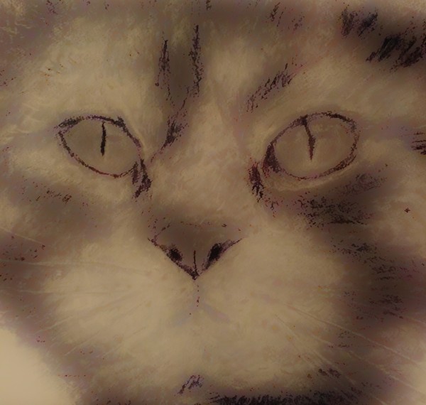 Kitty Powder