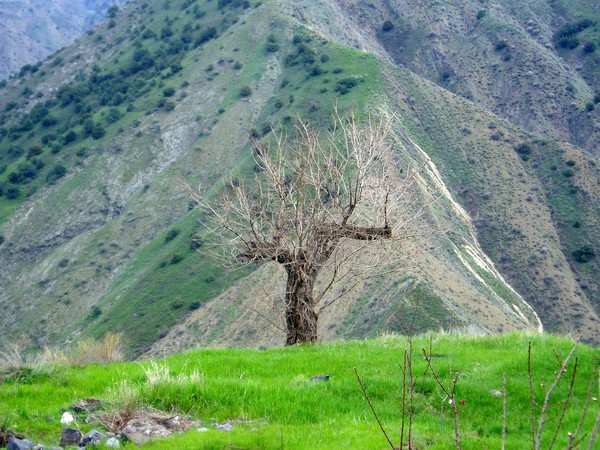 A dancing tree in Garni, Armenia